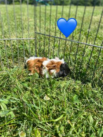Guinea pig babies (East Corinth)63373486927619123