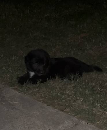 Lab / German Shepherd mix puppies 1