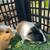 Guinea pigs 2 thumbnail