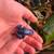 Blue dart frogs 2 thumbnail