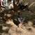 Black Bantam chickens 5 thumbnail