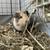 Male Guinea Pig 1 thumbnail