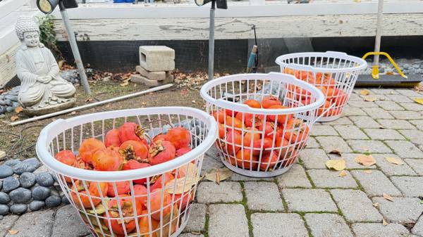 DELICOUS PERSIMMONS - ALMOST SEASON FINALE - CUSTOMER FAVORITE-0RGANIC 1
