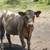 Black Angus/Charolais-Cross 1 thumbnail