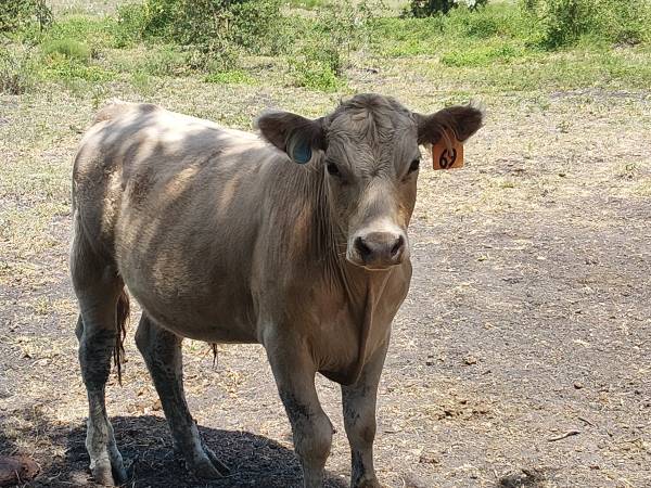 Black Angus/Charolais-Cross 1