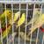 Birds 3 thumbnail