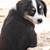mini australian shepherd puppies 6 thumbnail