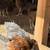 Brown leghorn pullets 6 thumbnail