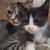 Kittens 😸 2 thumbnail