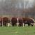 Rehoming cows 3 thumbnail