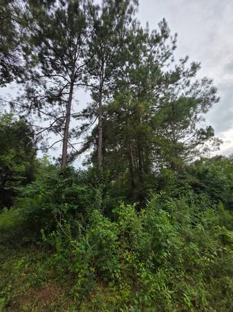 $11,560 A .6 Acre Tract +/- LAND FOR SALE in Jasper Texas. Financing Available (Jasper)64036372853379123