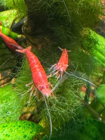 SF Native - Bay Area Native- Cherry Shrimp, Healthy and ACTIVE 1