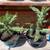 Houseplants-Cactus 3 thumbnail