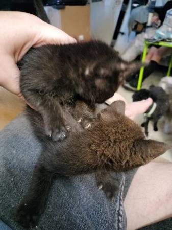 Rescue kitten (mesa)63967146714883124