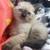 Siamese kittens girls 1 thumbnail