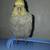Baby boy cockatiel 1 thumbnail