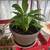 Spider plants etc 4 thumbnail