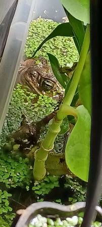 Canetoad63696801564289121