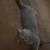 grey long haired cat 1 thumbnail