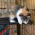 Kittens 2 thumbnail