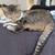 Lost 8 year old cat 1 thumbnail