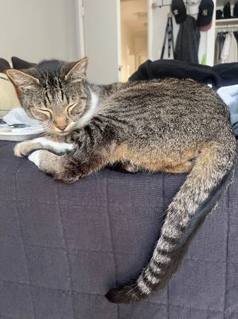 Lost 8 year old cat 1