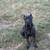 Cane Corso 7 thumbnail