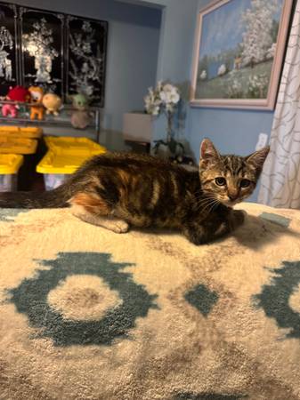 Gatitos lindos buscando buenos hogares. (fairfield / vacaville)63935759233155123