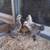 Silkie Chicks 4 thumbnail