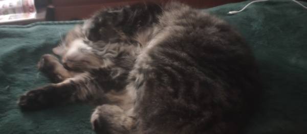 Gato macho atigrado y esponjoso perdido (Vancouver)63842371506817121