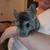 Female Chinchilla 2 thumbnail