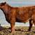 4H "Waygu" cross Market "Steer" w/hair & butt 2 thumbnail
