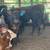 Beef heifers 5 thumbnail