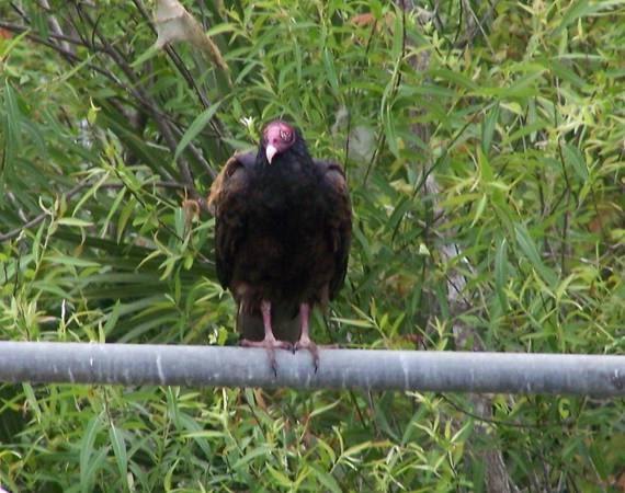 Bicycles- by owner 1