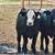 HEIFER CALFS 18 thumbnail