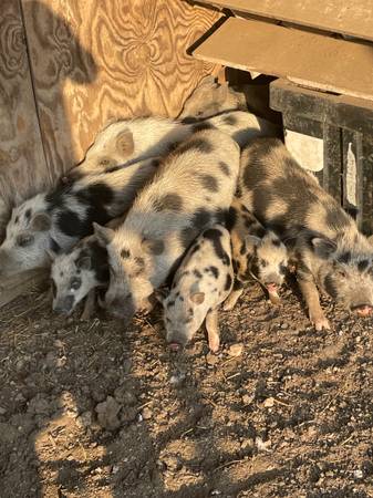 Julianna Pigs63839343419139120