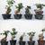 Rare Chinese Trident Maple 1 thumbnail