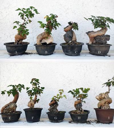 Rare Chinese Trident Maple 1