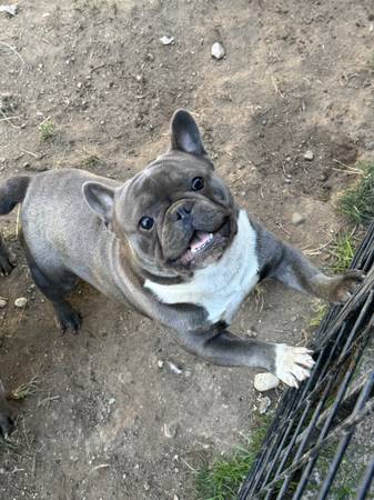 Mittens Frenchie (Des Moines)63851204906113121