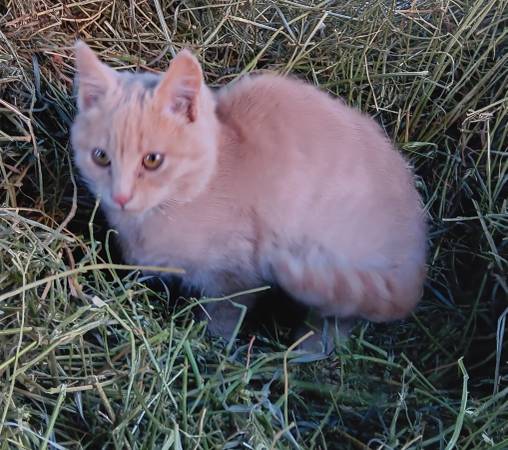 Unique cream kitten 1