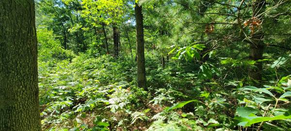 $7,900 .23 Acres in Idlewild! Get Your Own Slice of Paradise! MLS#25032160 (Idlewild)64037895214594124