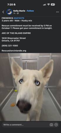 Husky de 3 años en la lista de eutanasia (Los Ángeles)