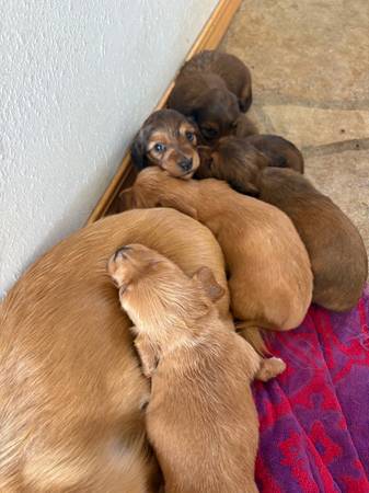 Mini dachshunds63800771133059120