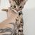 Rehoming Bengal kittens 2 thumbnail
