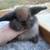 Holland Lop rabbits 3 thumbnail