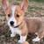 Healthy Corgis puppies 1 thumbnail