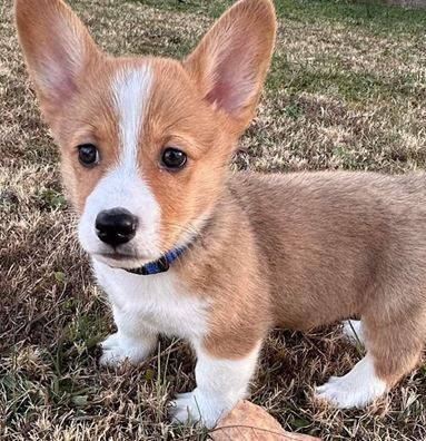 Healthy Corgis puppies 1