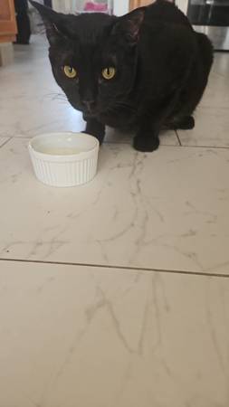 Missing Black Cat (Camarillo)63439040746371122