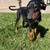 American/European Doberman Female Puppy 2 thumbnail