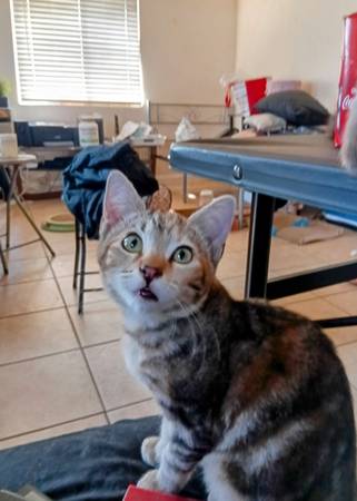 Ready for rehoming (Los Angeles)64036433184898123